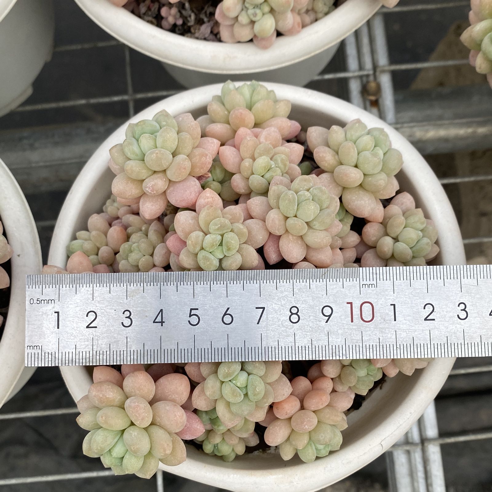 XY213×6株 ロココ 抜き苗 多肉植物 アエオニウム エケベリア サボテン