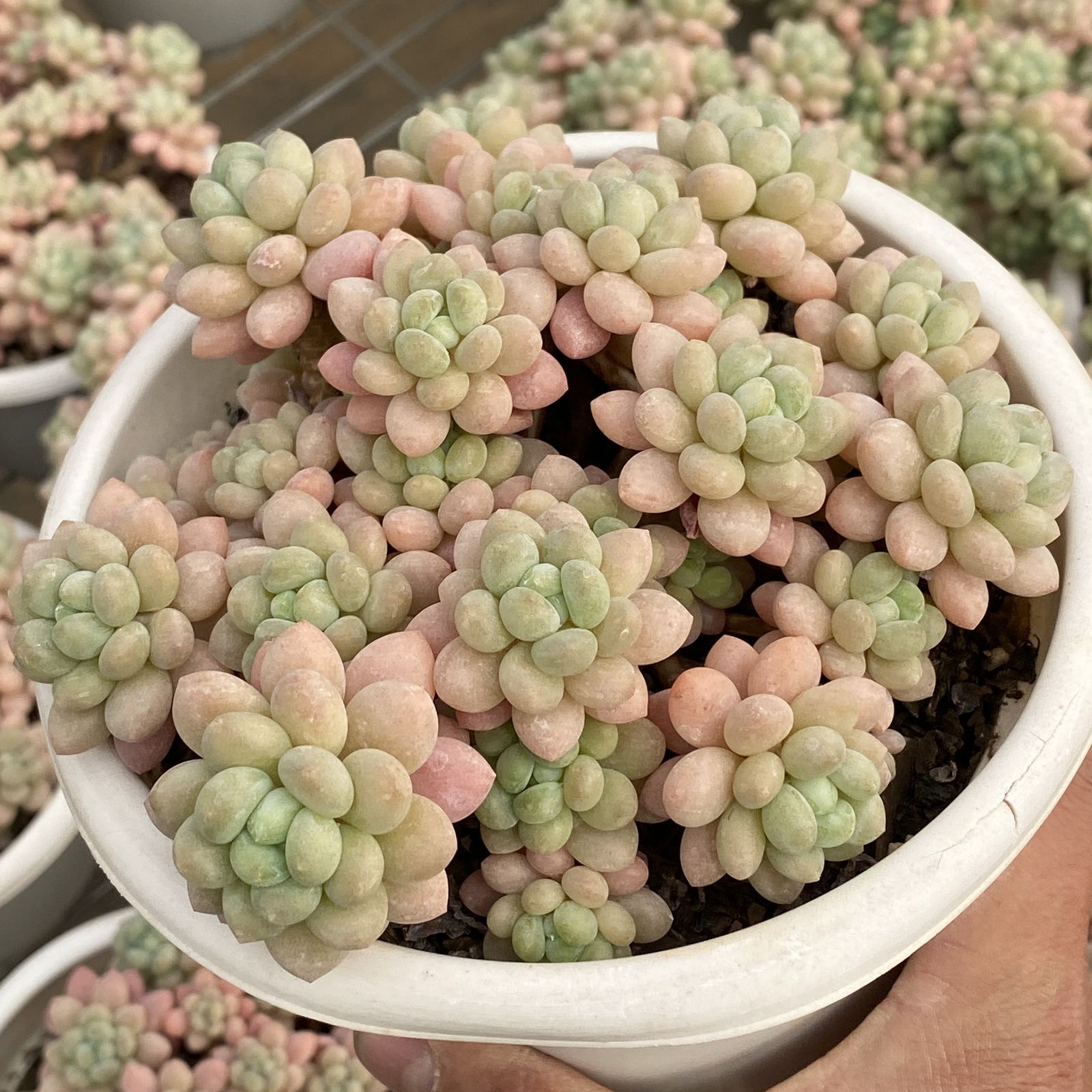 XY213×6株 ロココ 抜き苗 多肉植物 アエオニウム エケベリア サボテン