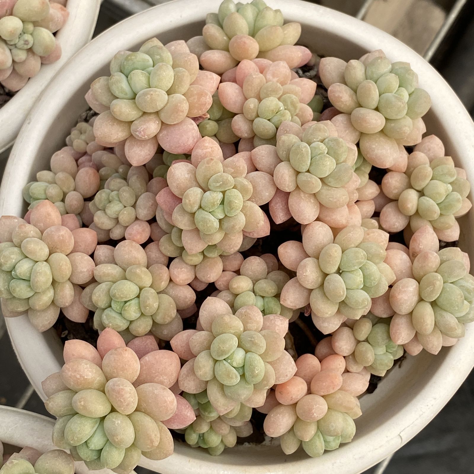 XY213×6株 ロココ 抜き苗 多肉植物 アエオニウム エケベリア サボテン