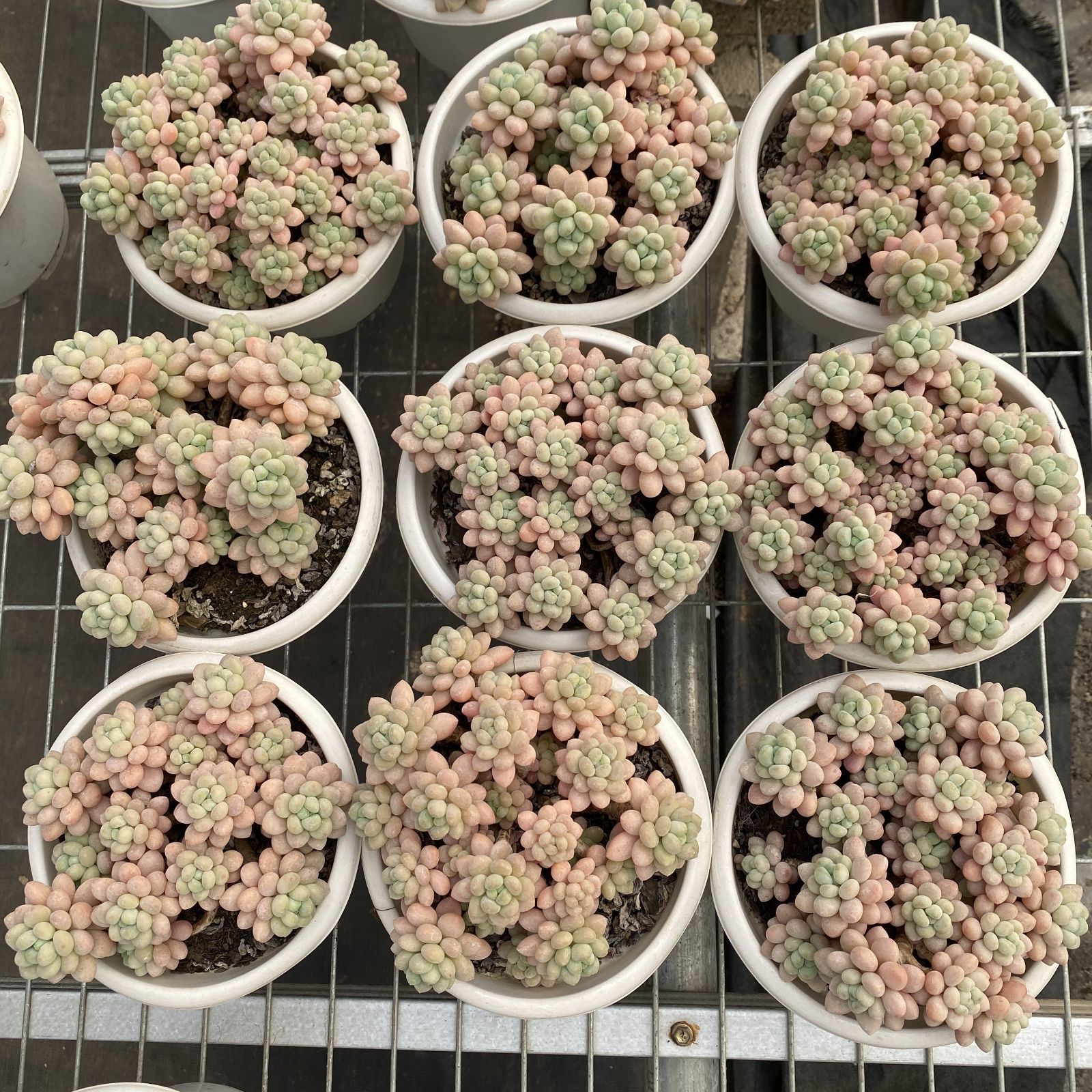 XY213×6株 ロココ 抜き苗 多肉植物 アエオニウム エケベリア サボテン