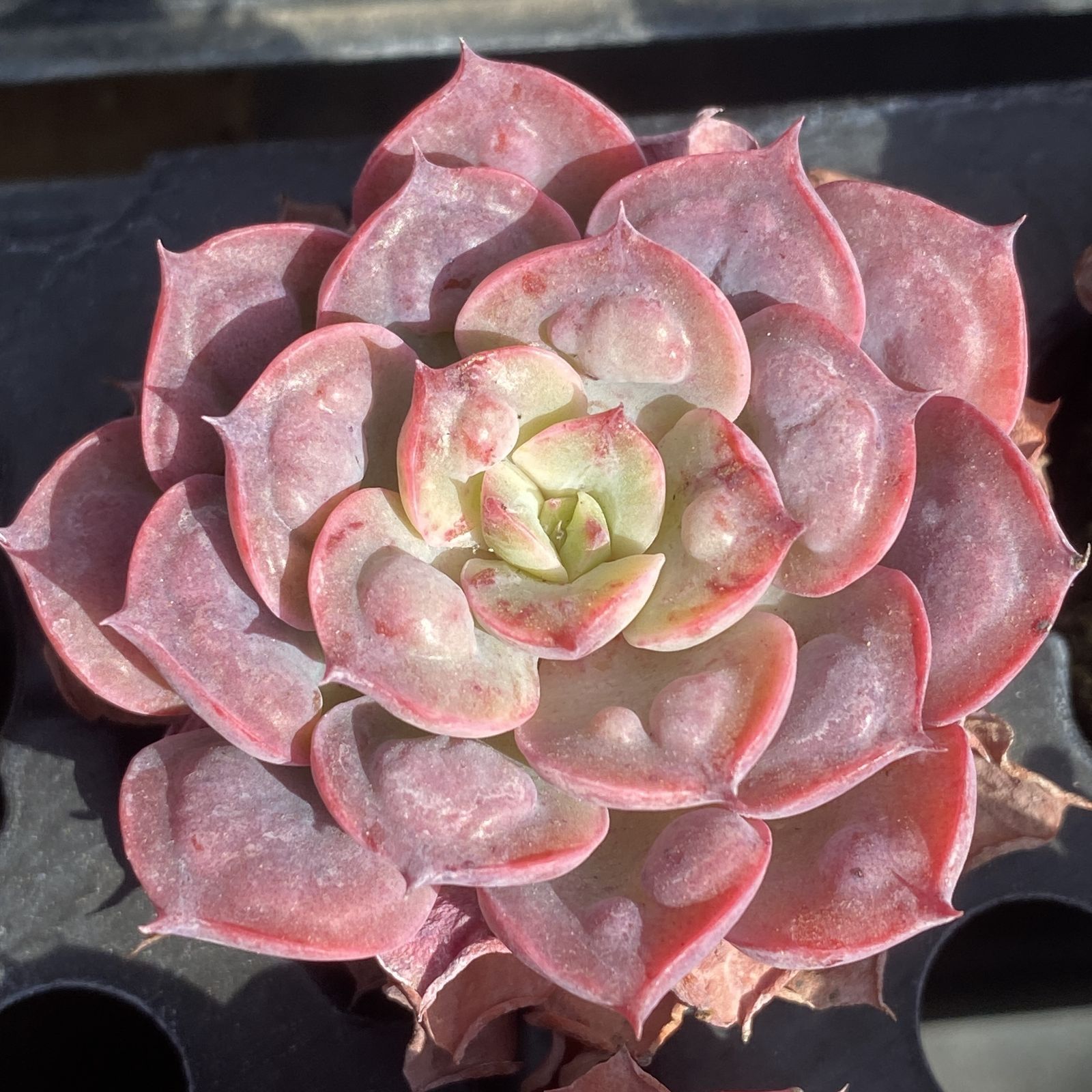 XY125×10株 ウテキ 抜き苗 多肉植物 アエオニウム エケベリア サボテン