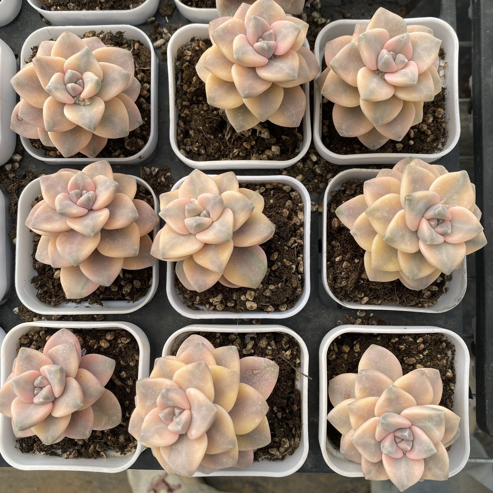 XY293×10株 ビキョウキン 抜き苗 多肉植物 アエオニウム エケベリア