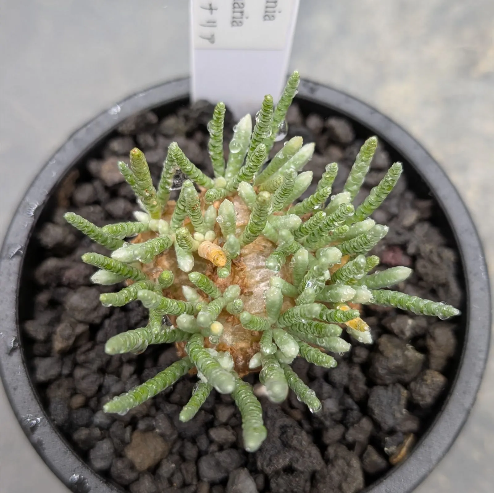 2026年最新】アボニア クイナリアの人気アイテム - メルカリ