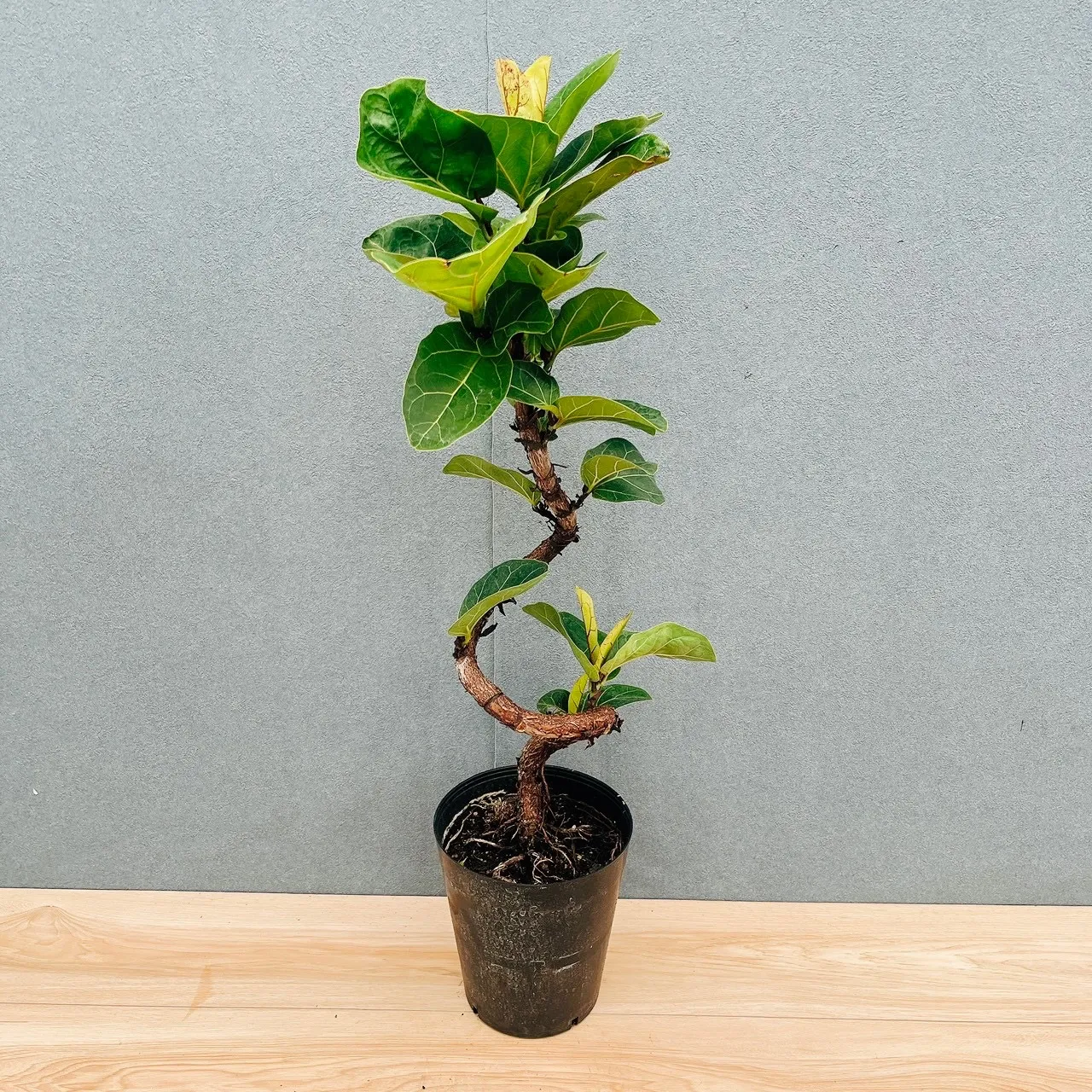 2026年最新】フィカスバンビーノの人気アイテム - メルカリ