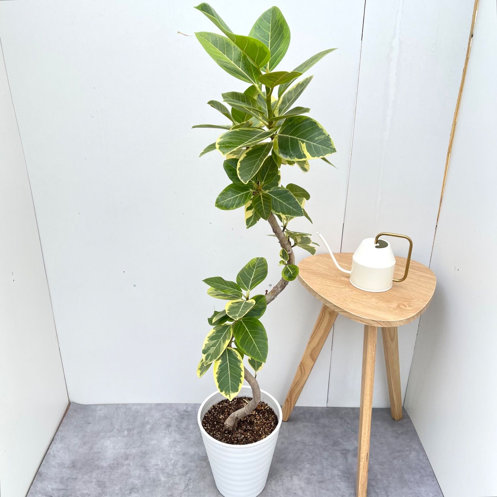 フィカス アルテシマ 曲がり 25【現品】観葉植物 室内 大型 現品］100 