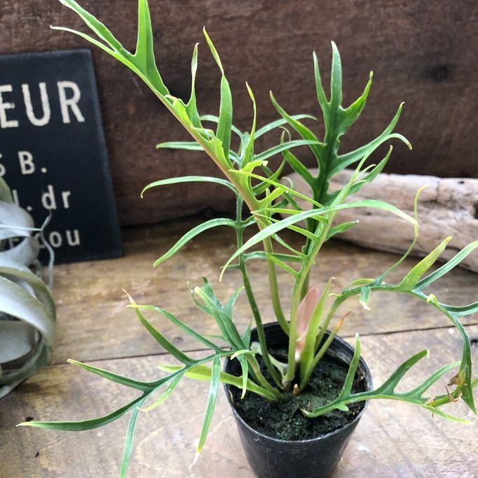 ポットごと トータム♡フィロデンドロン♡細葉♡切れ込み♡観葉植物