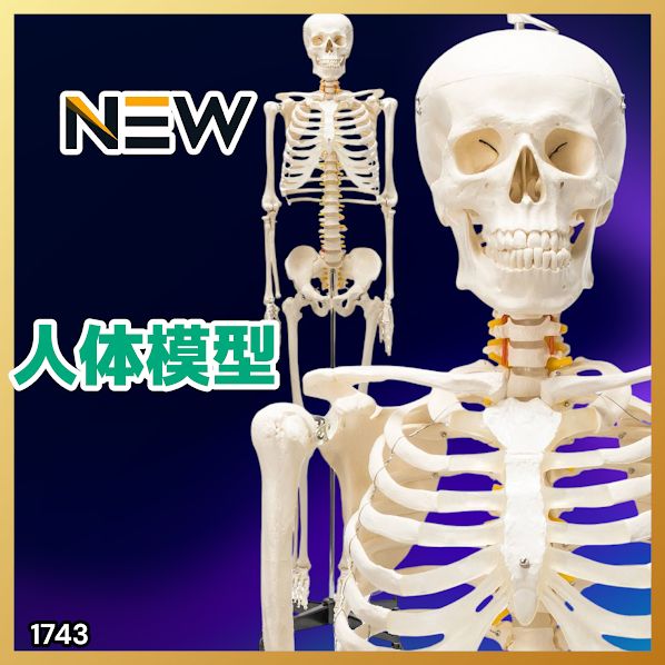 1743 全身 人体 模型 170cm 神経根有り 全身 骨格 標本 骸骨 人骨