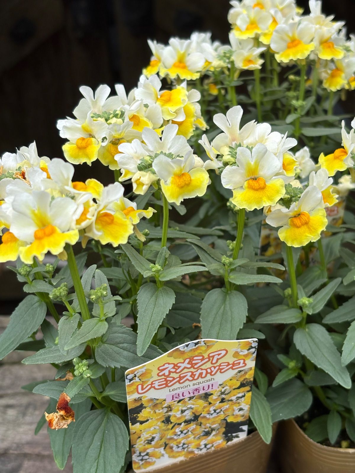 ネメシア レモンスカッシュ 3つ - メルカリ