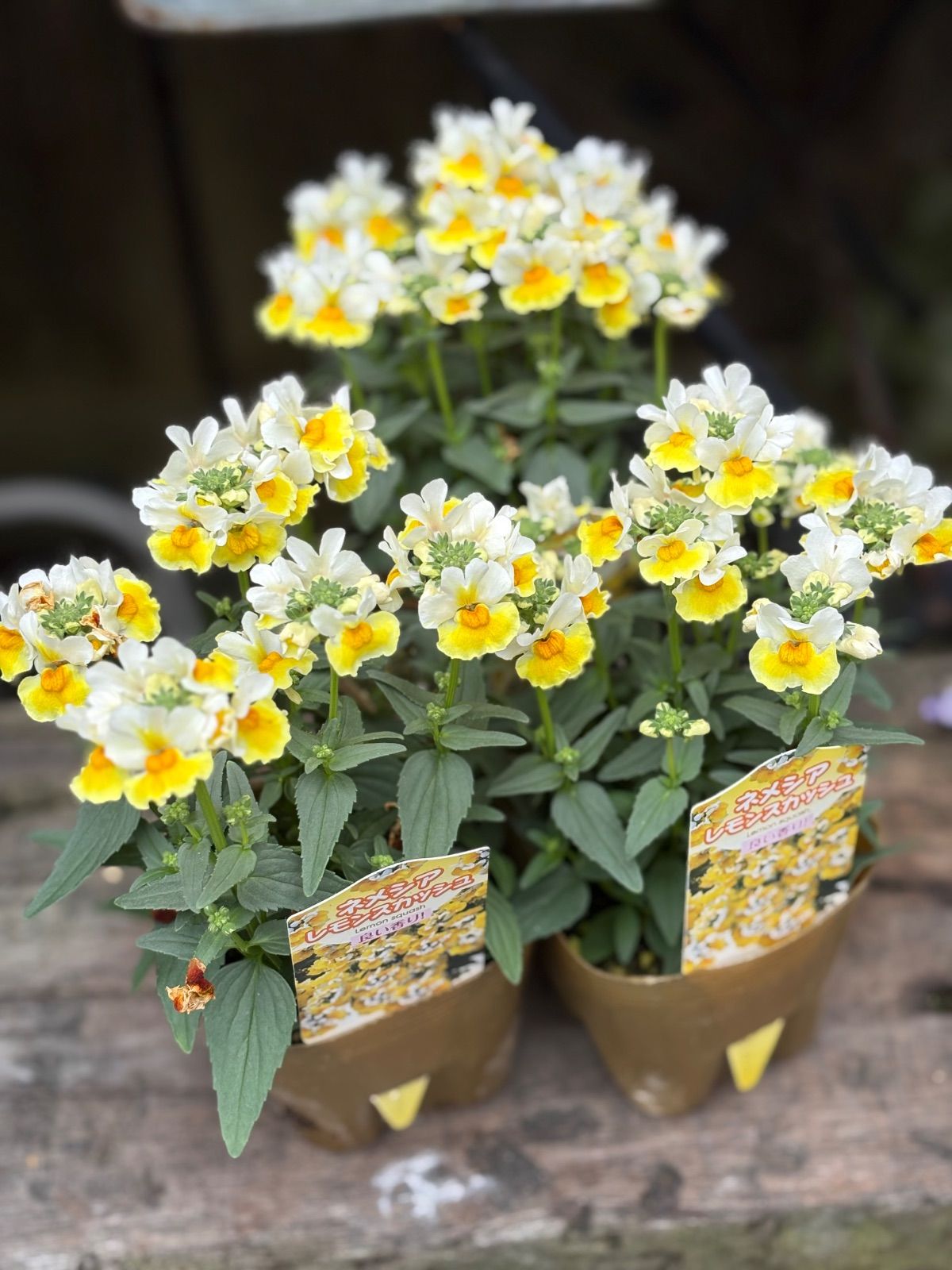 ネメシア レモンスカッシュ 3つ - メルカリ