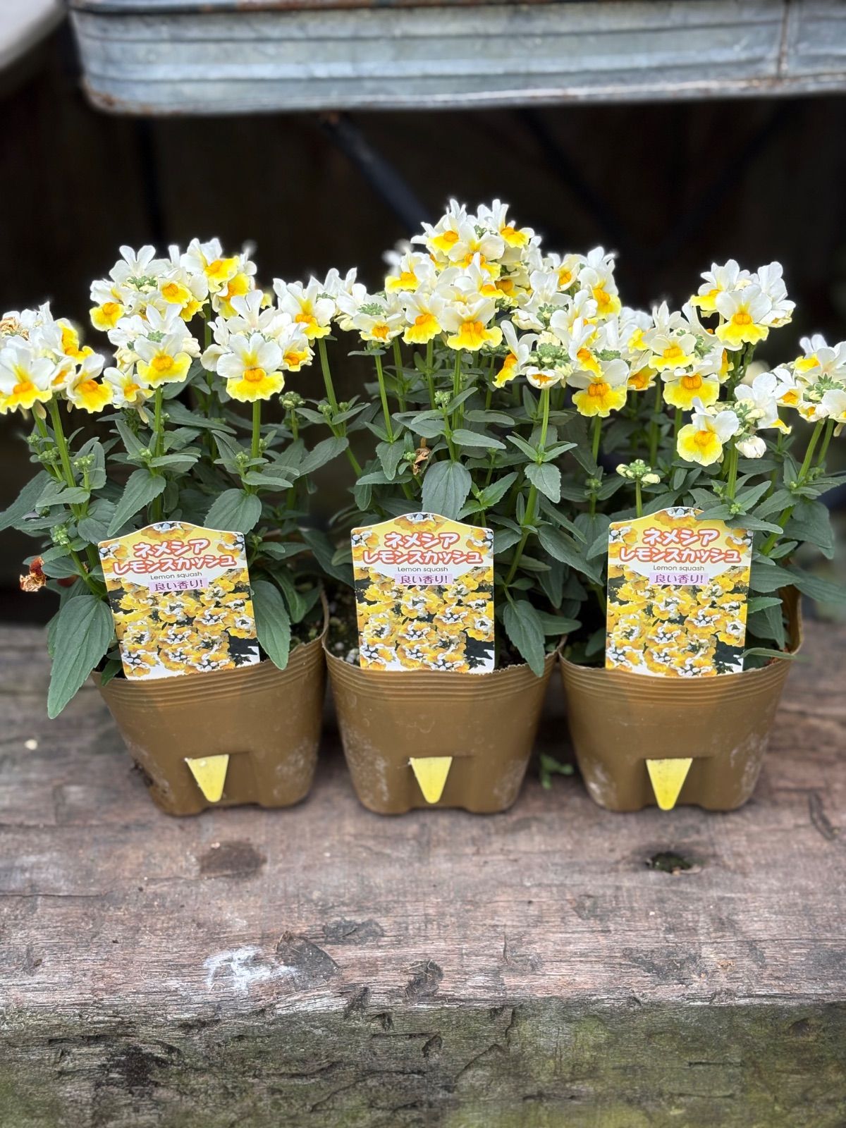 ネメシア レモンスカッシュ 3つ - メルカリ