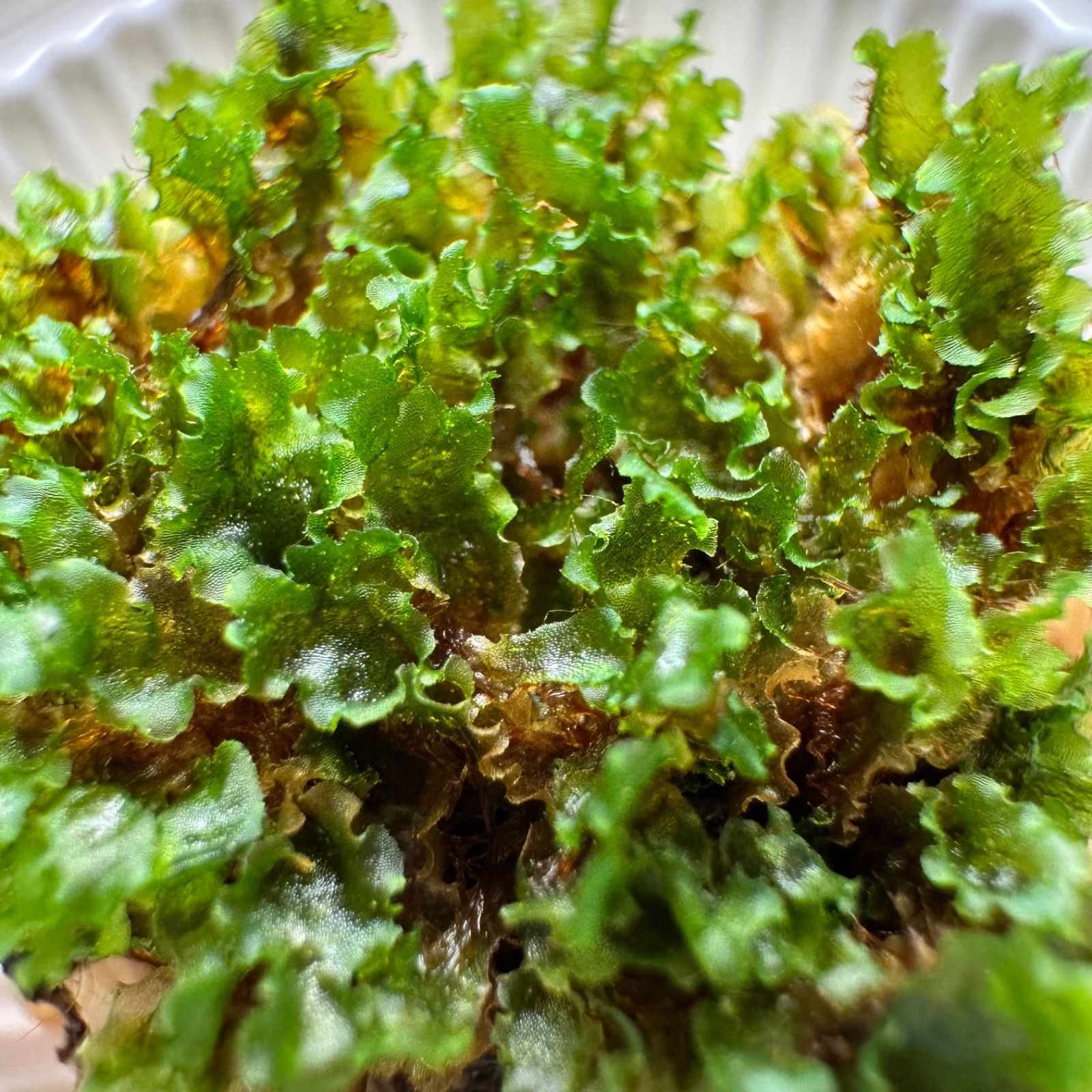 P.willinckii cv OMG 前葉体［胞子培養育成ガイド付］ - メルカリ