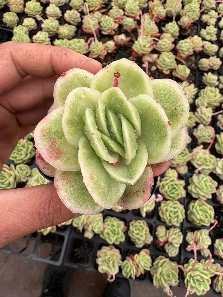 新入荷 50株の抜き苗セット アイスローズニシキ 多肉植物 佐川急便発送