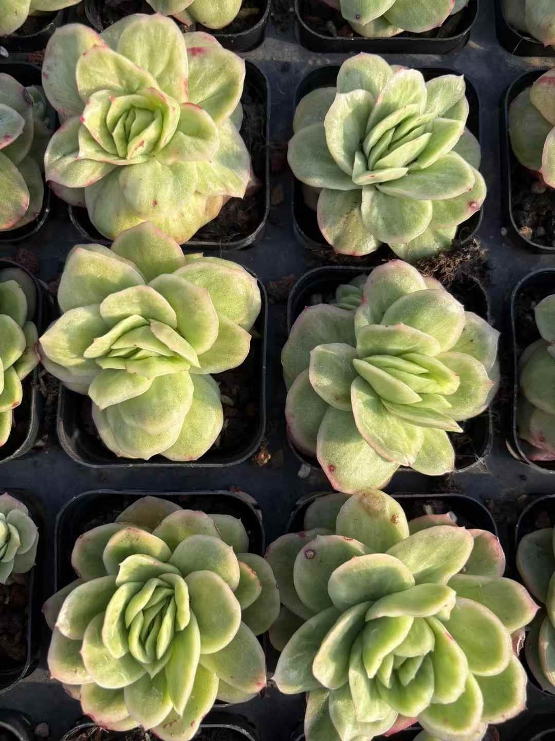 新入荷 50株の抜き苗セット アイスローズニシキ 多肉植物 佐川急便発送