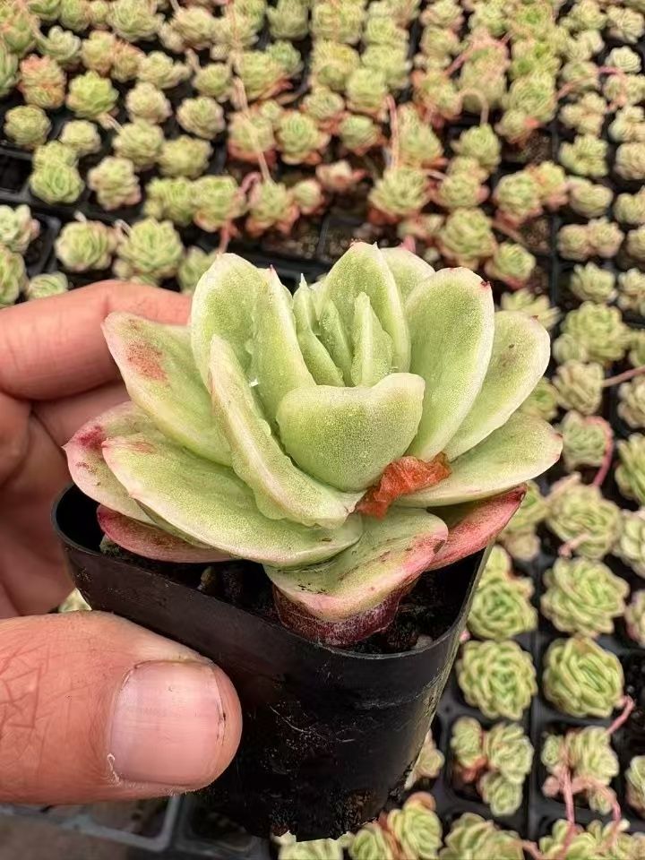 新入荷 50株の抜き苗セット アイスローズニシキ 多肉植物 佐川急便発送