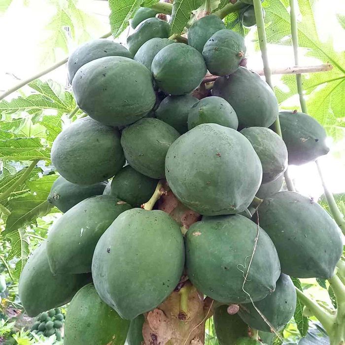 沖縄県産 青パパイヤ 20kg 新品＊野菜 - メルカリ