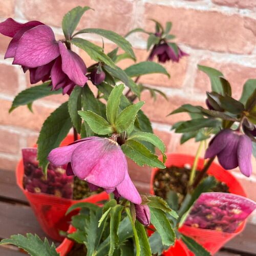 特価品! クリスマスローズ開花株 ダブル レッド 5号（直径15cm）ポット