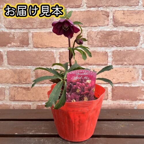 特価品! クリスマスローズ開花株 ダブル レッド 5号（直径15cm）ポット