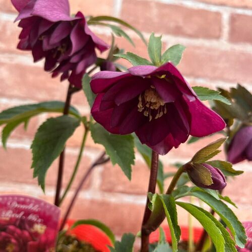 特価品! クリスマスローズ開花株 ダブル レッド 5号（直径15cm）ポット