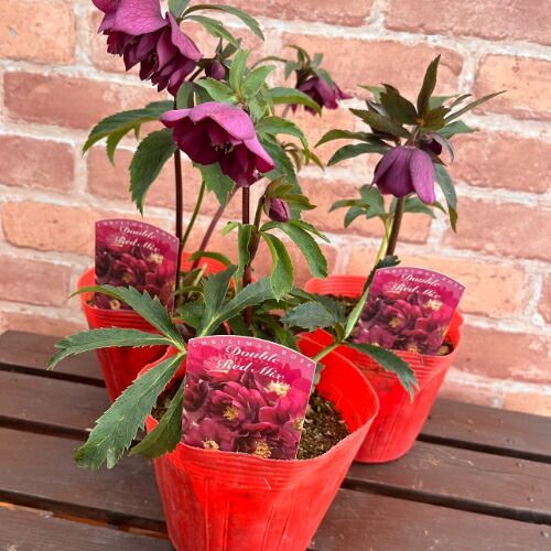 特価品! クリスマスローズ開花株 ダブル レッド 5号（直径15cm）ポット