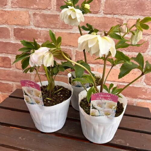 特価品! クリスマスローズ開花株 ダブル ホワイト 5号（直径15cm