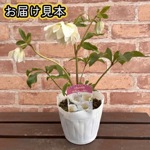 特価品! クリスマスローズ開花株 ダブル ホワイト 5号（直径15cm