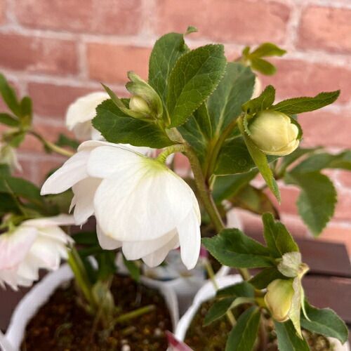 特価品! クリスマスローズ開花株 ダブル ホワイト 5号（直径15cm