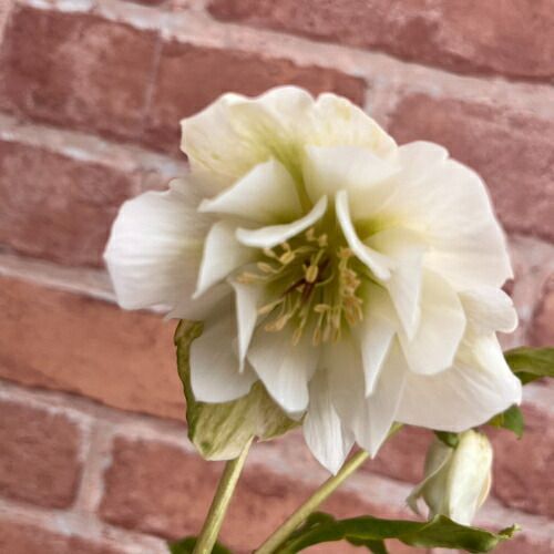 特価品! クリスマスローズ開花株 ダブル ホワイト 5号（直径15cm