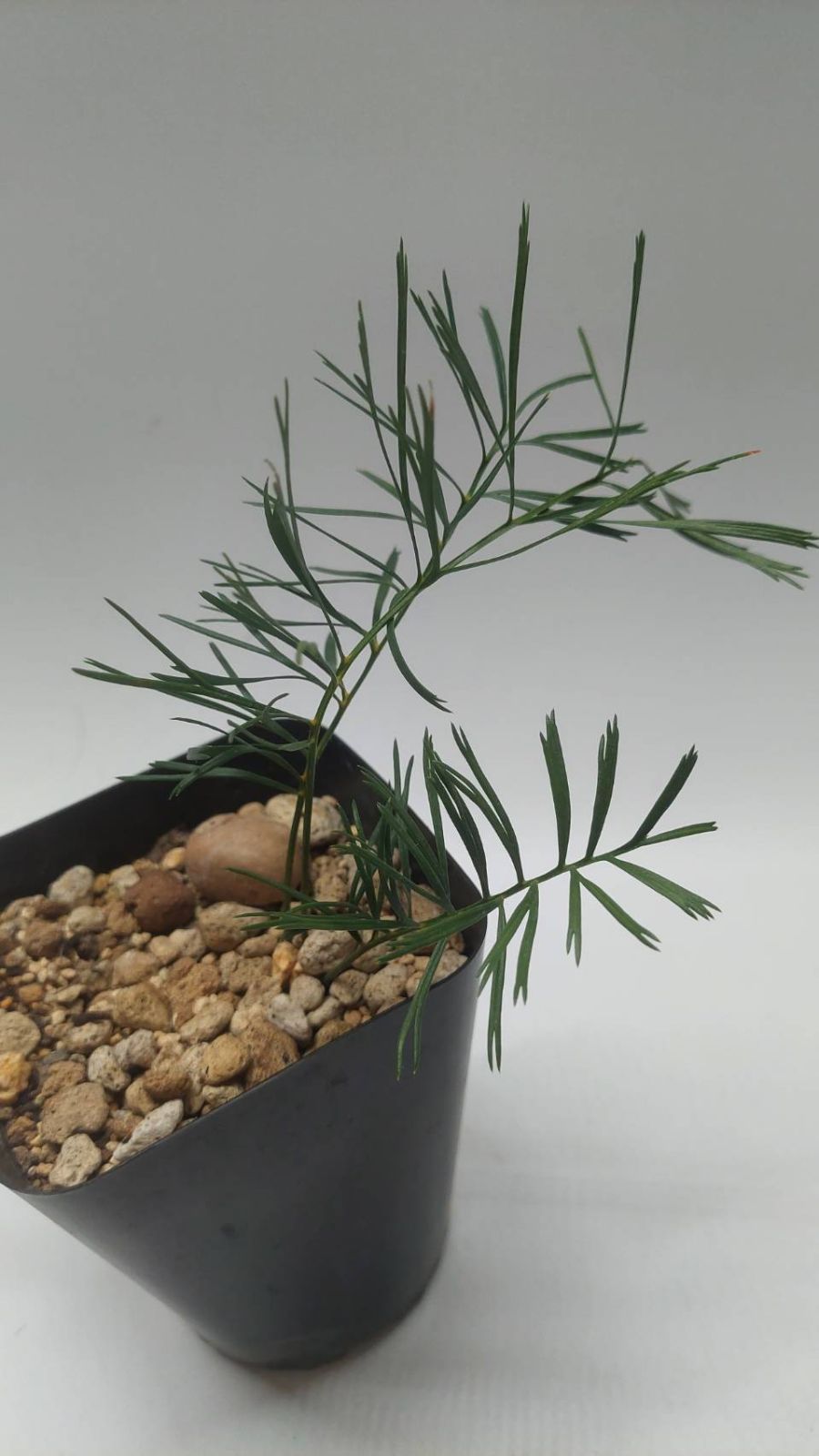 ◇マクロザミア ステノメラ 実生苗 Macrozamia stenomera マクロザミア