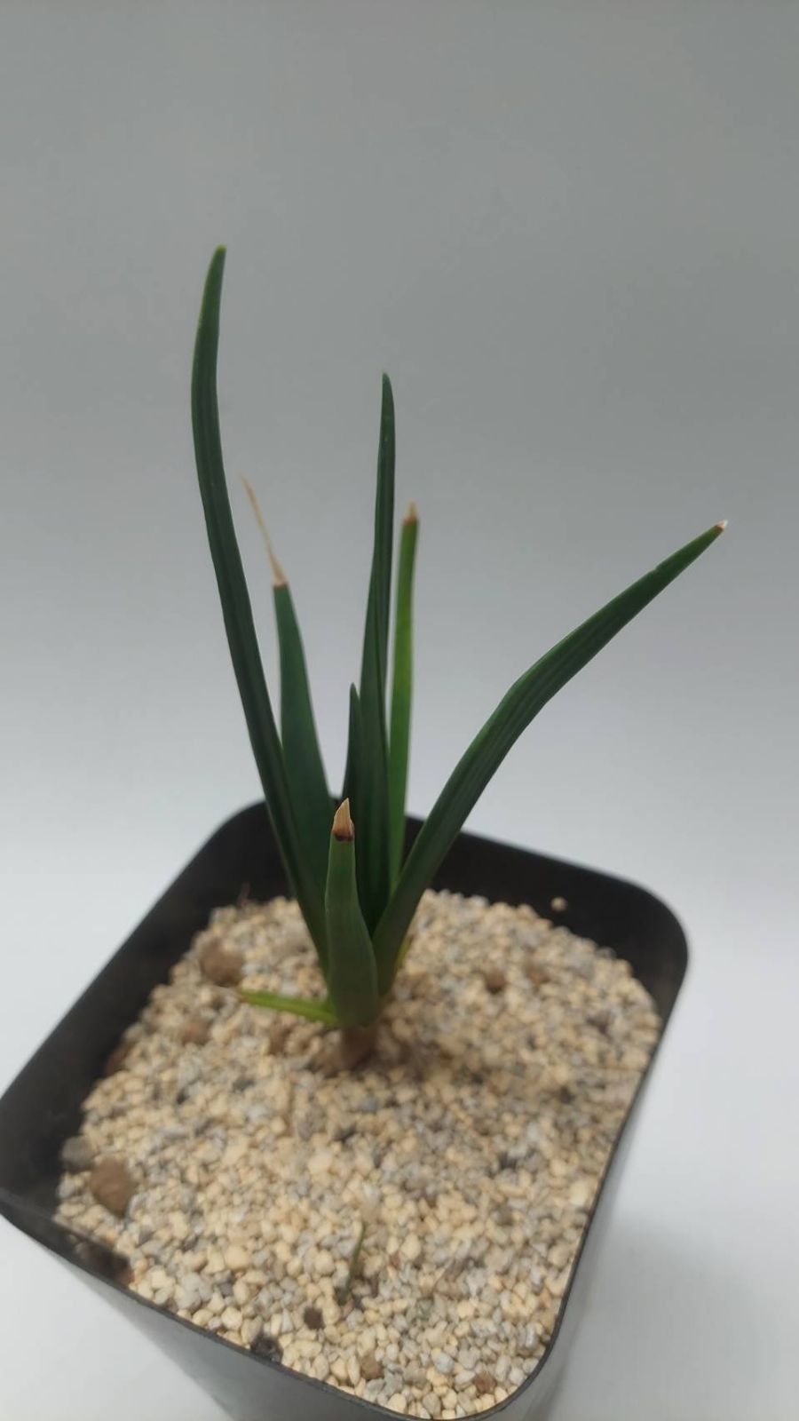 ドラセナ　シナバリ　実生10年弱 ドラセナ シナバリ 実生苗！◇Dracaena cinnabari - メルカリ