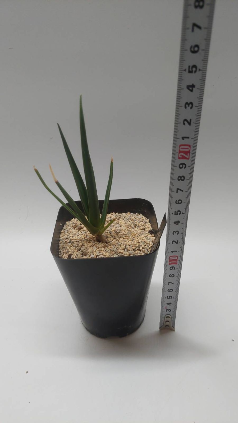 ドラセナ シナバリ 実生苗！◇Dracaena cinnabari - メルカリ