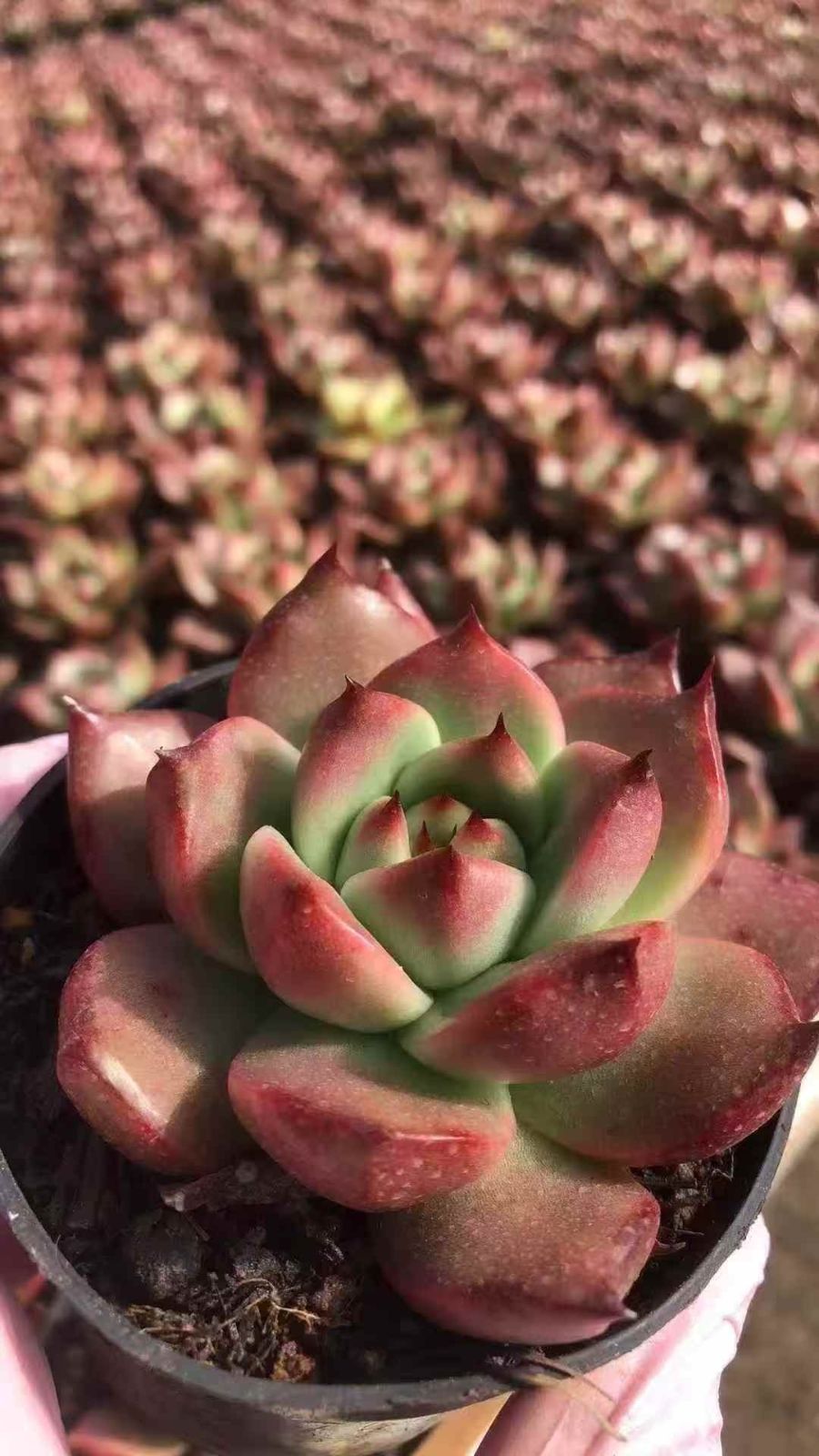 新入荷 18株の抜き苗セット ダイヤモンドベラ 多肉植物 佐川急便発送