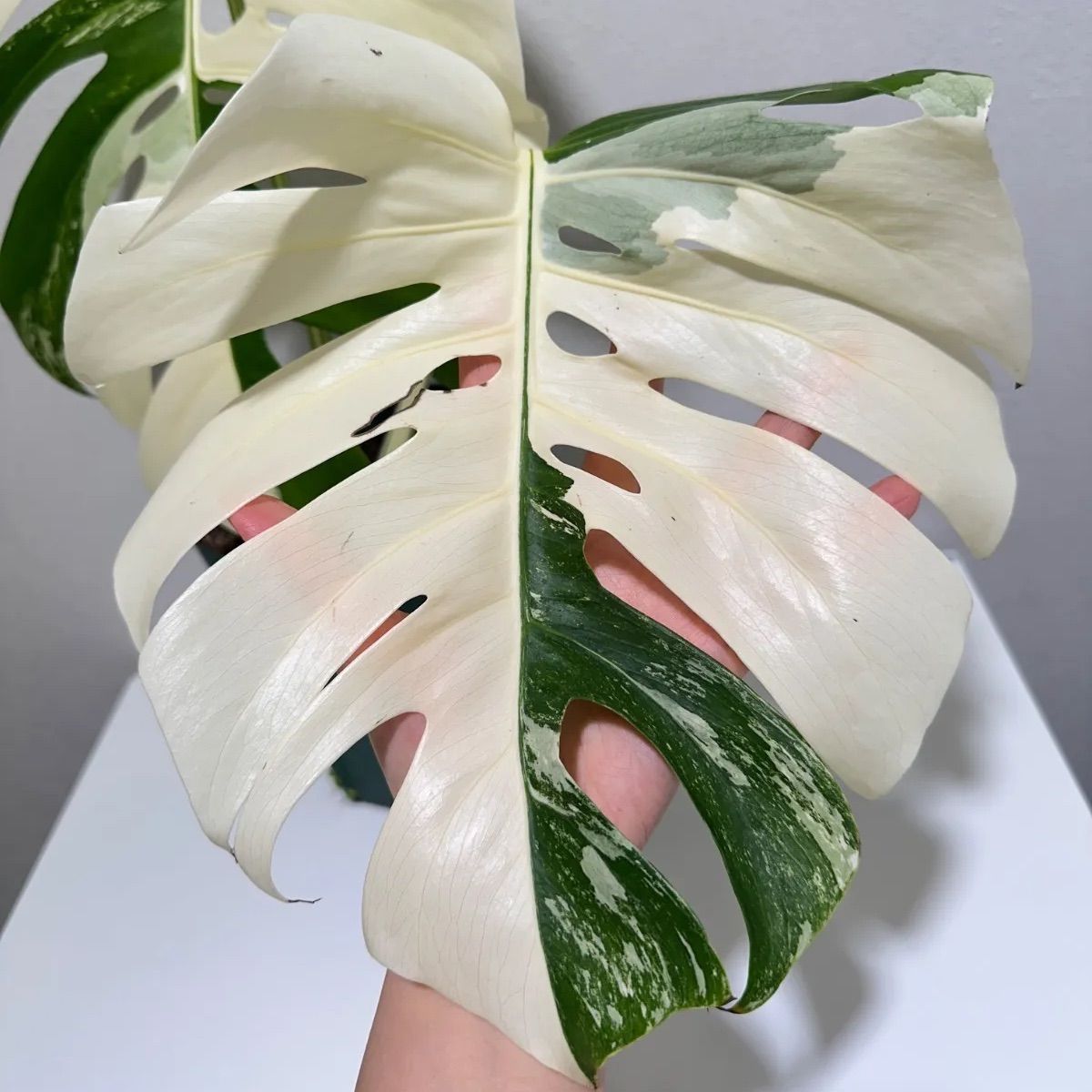 モンステラ ボルシギアナ ホワイトタイガー 斑入り 発根済み - メルカリ