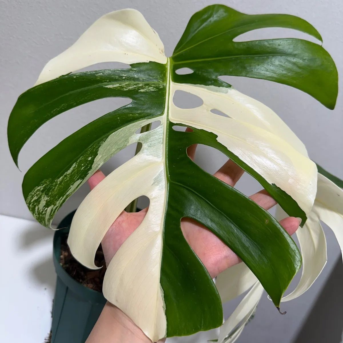 モンステラ ボルシギアナ ホワイトタイガー 斑入り 発根済み - メルカリ