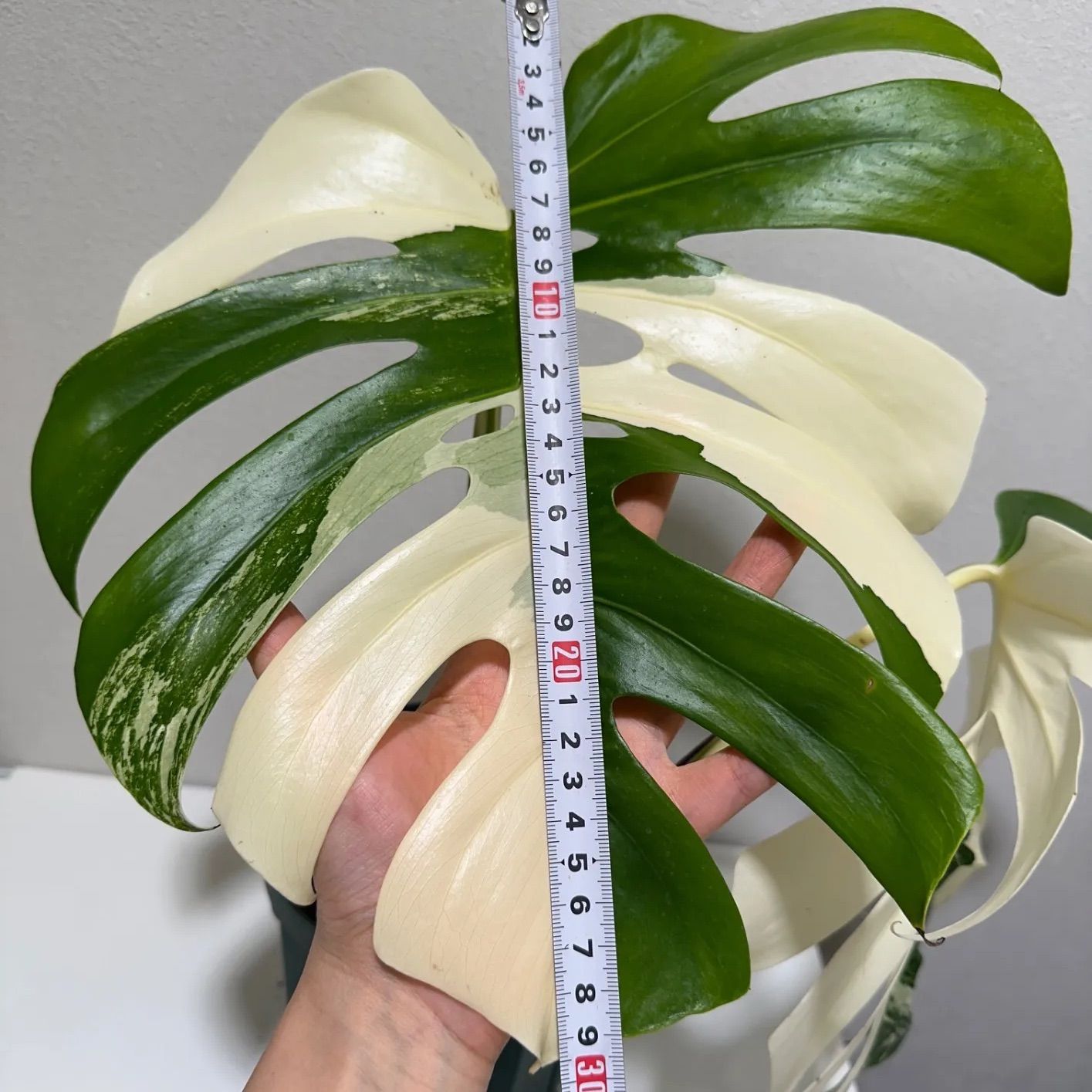 モンステラ ボルシギアナ ホワイトタイガー 斑入り 発根済み - メルカリ