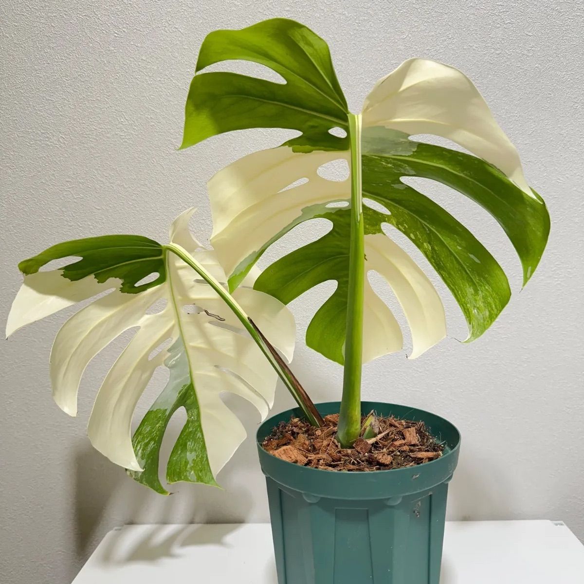 モンステラ ボルシギアナ ホワイトタイガー 斑入り 発根済み - メルカリ