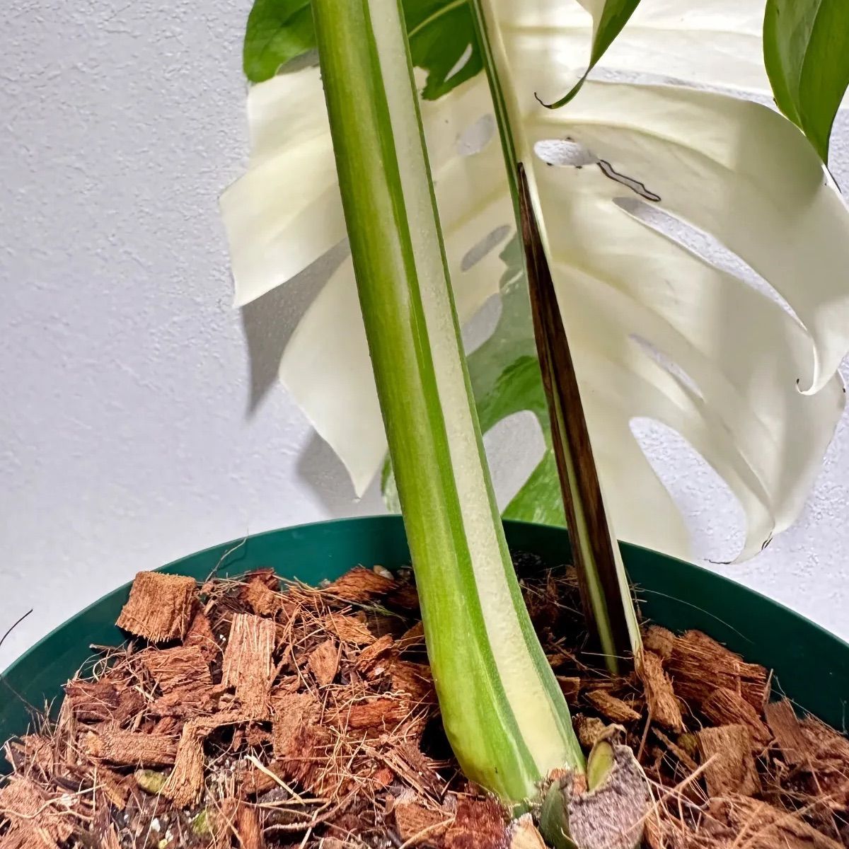 モンステラ ボルシギアナ ホワイトタイガー 斑入り 発根済み - メルカリ