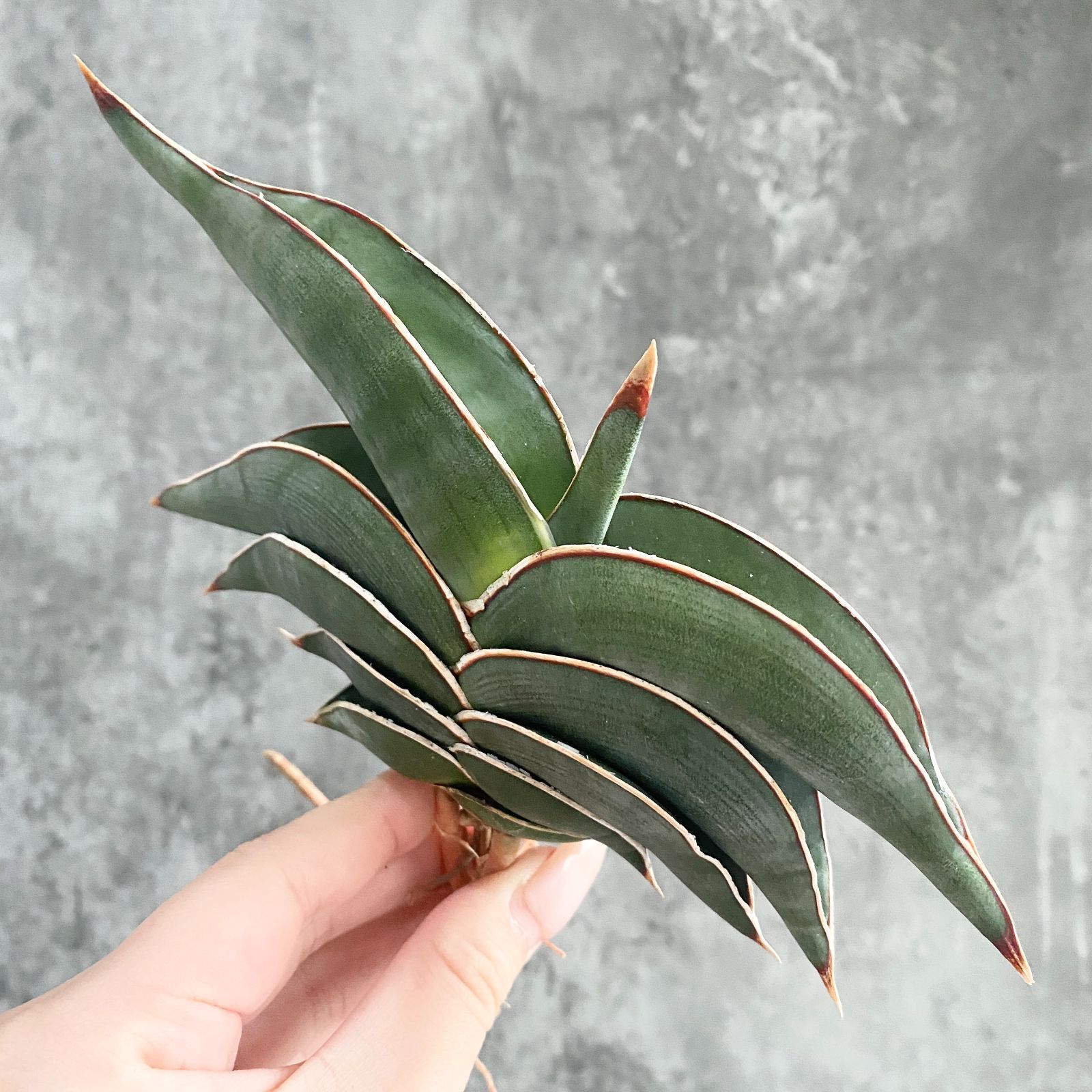 S13547【ヴィンテージ特大株！！】サンスベリア ロリダ