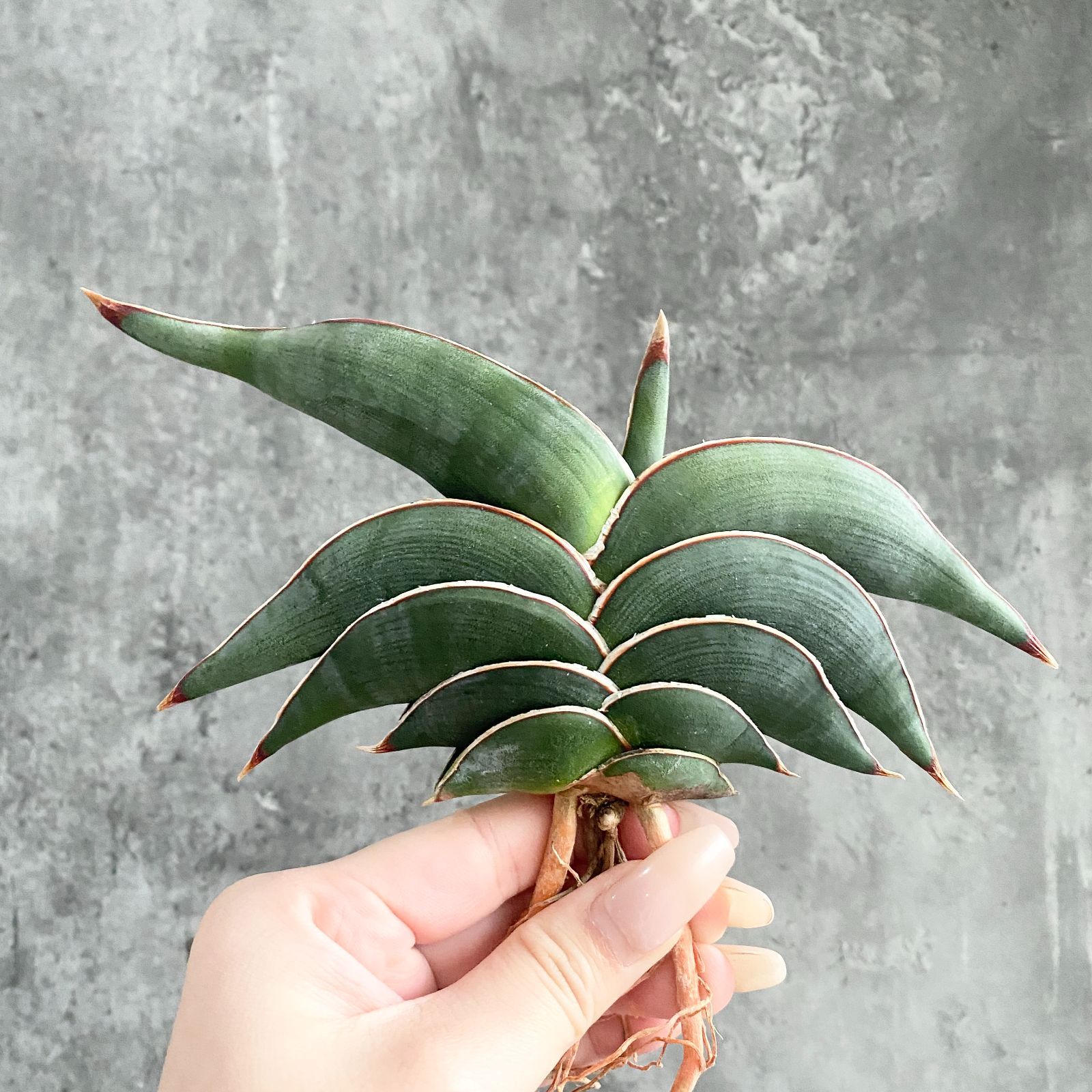 S13547【ヴィンテージ特大株！！】サンスベリア ロリダ