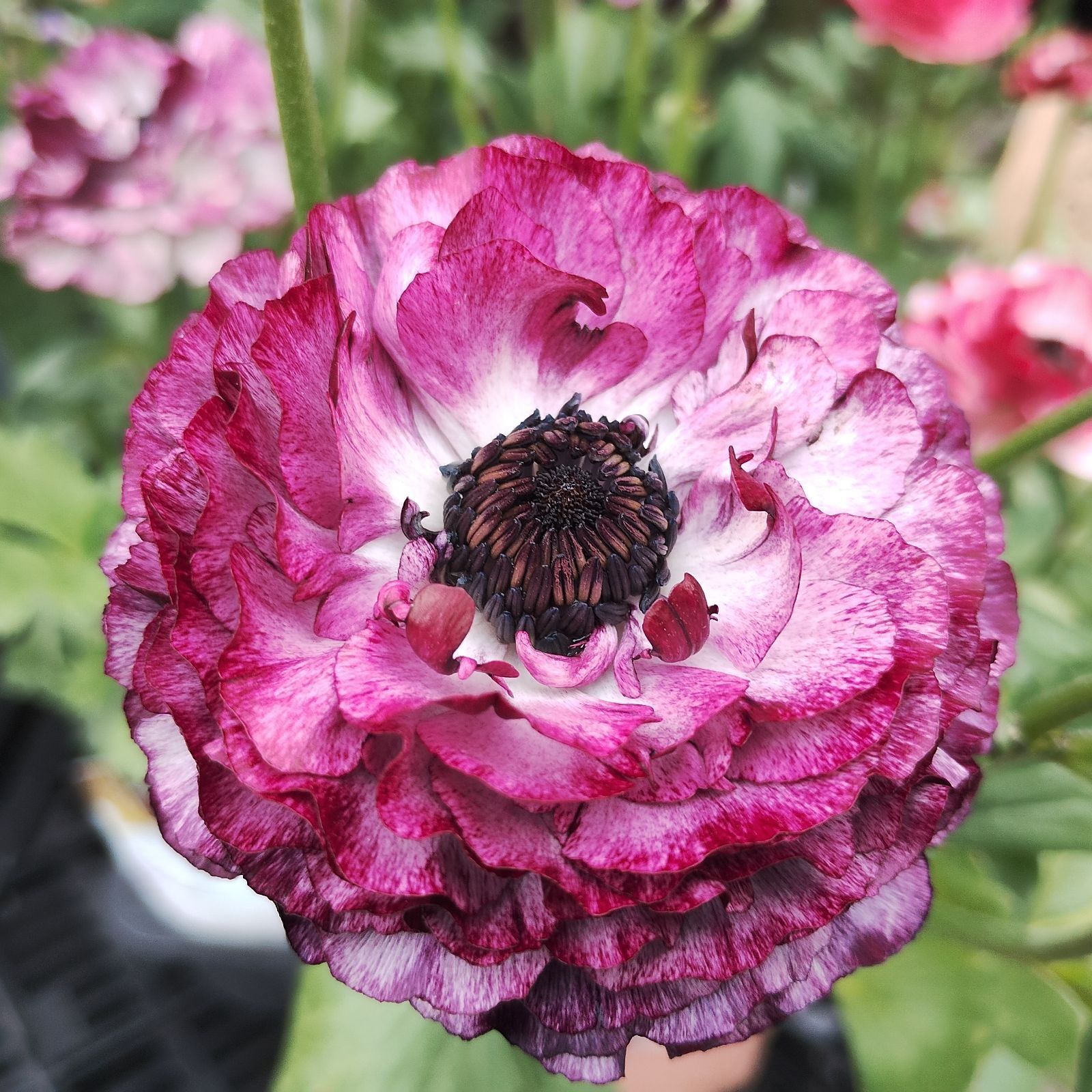 ⭐️ラナンキュラス イカロス⭐️3⭐️3.5号⭐️宅配送料込み