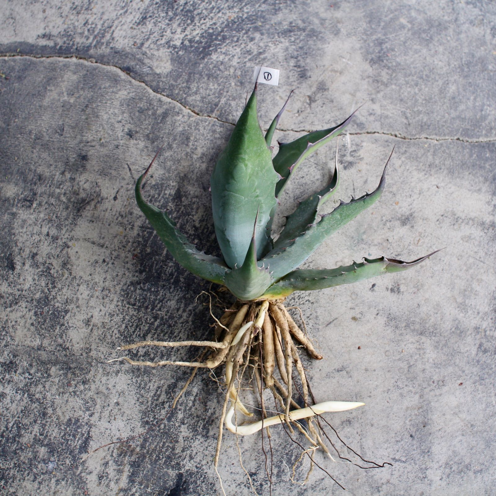 アガベ サルミアナ フェロックス 抜き苗 30cm前後｜屋外育成向けベース