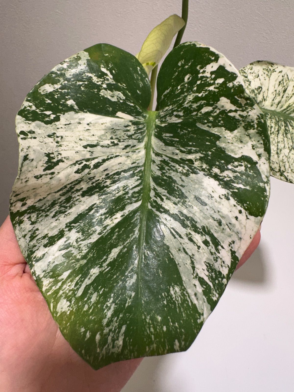 モンステラ デリシオーサ ホワイトモンスター 天津蘭 斑入りp - メルカリ