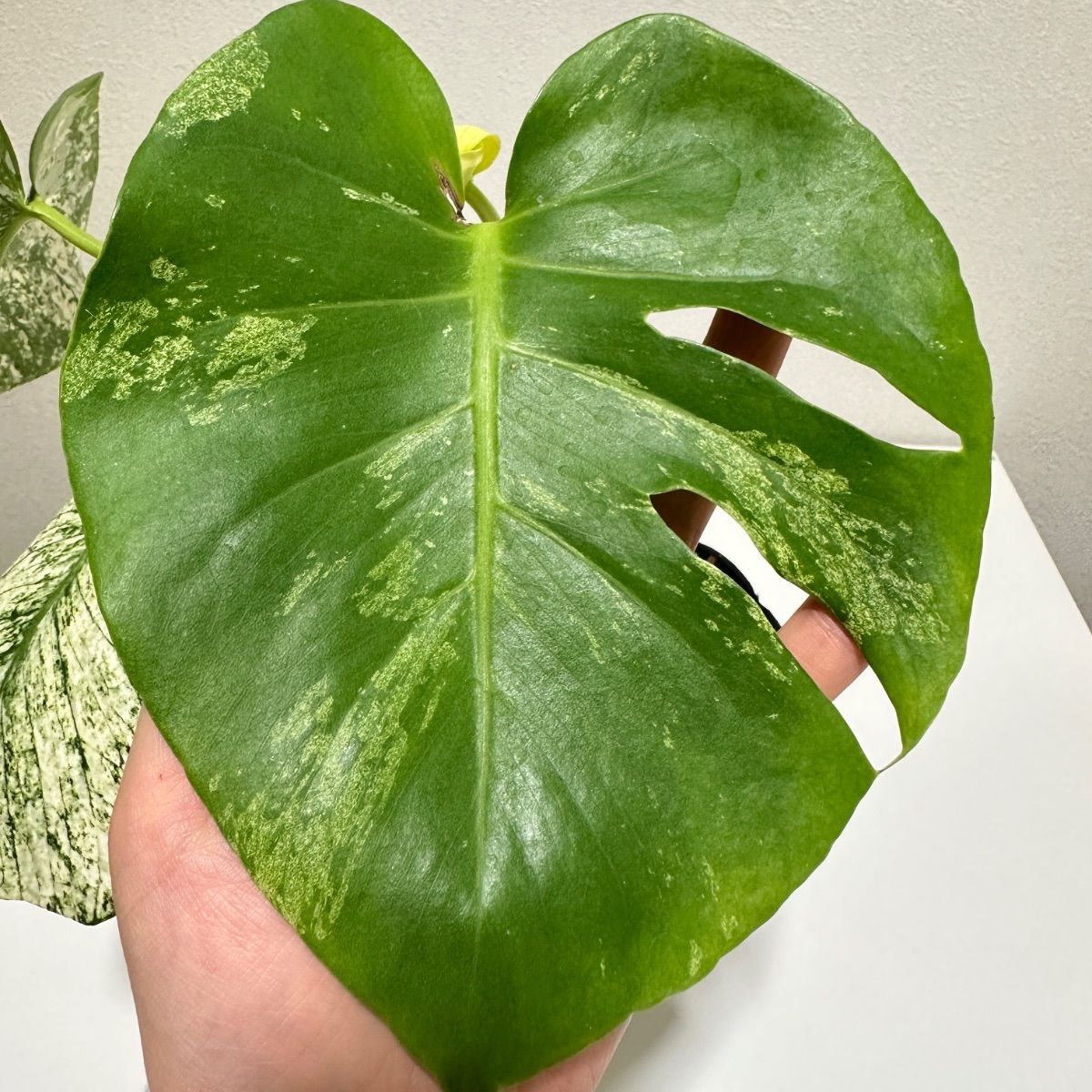 モンステラ デリシオーサ ホワイトモンスター 天津蘭 斑入りp - メルカリ