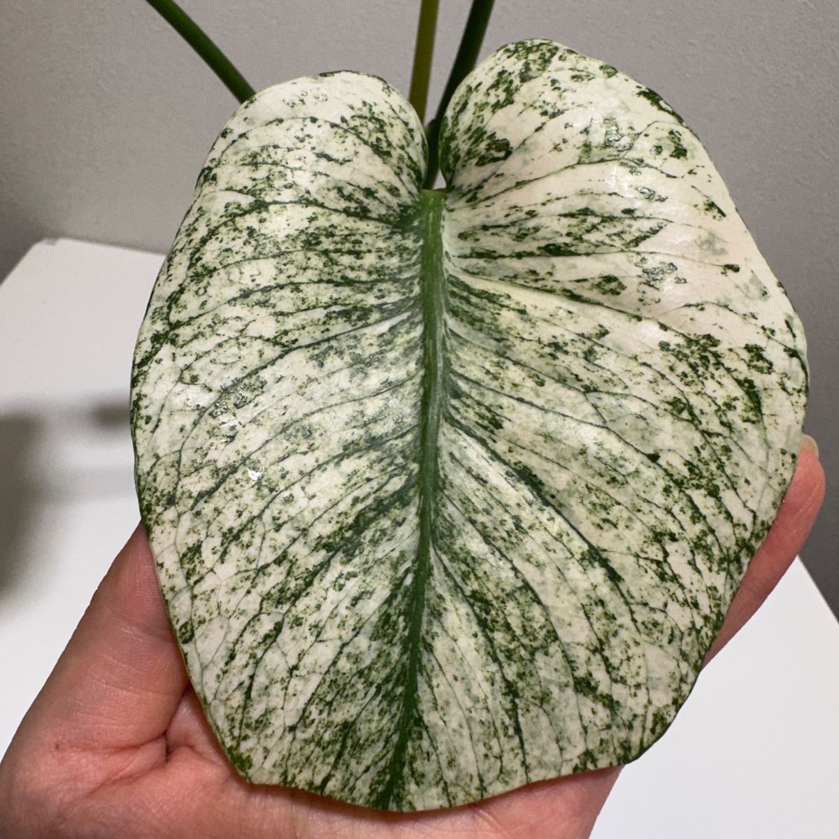 モンステラ デリシオーサ ホワイトモンスター 天津蘭 斑入りp - メルカリ