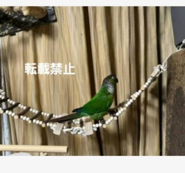 324 吊り橋 はしご 止まり木 バードトイ インコ 小動物 - メルカリ