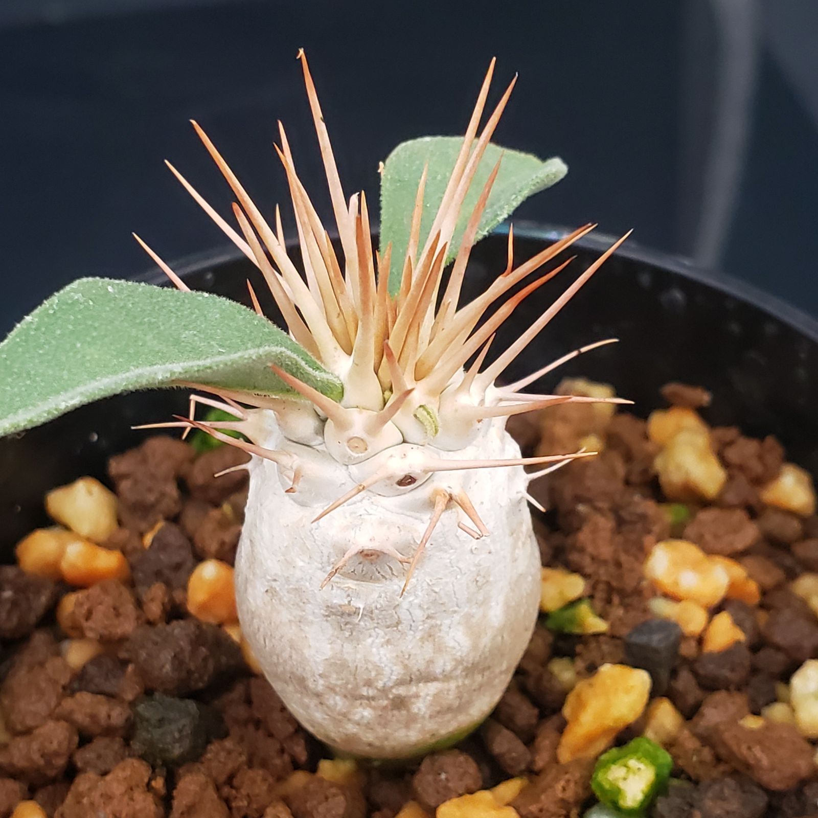 S072【自社養生株】パキポディウム ナマクアナム（実生・発根株