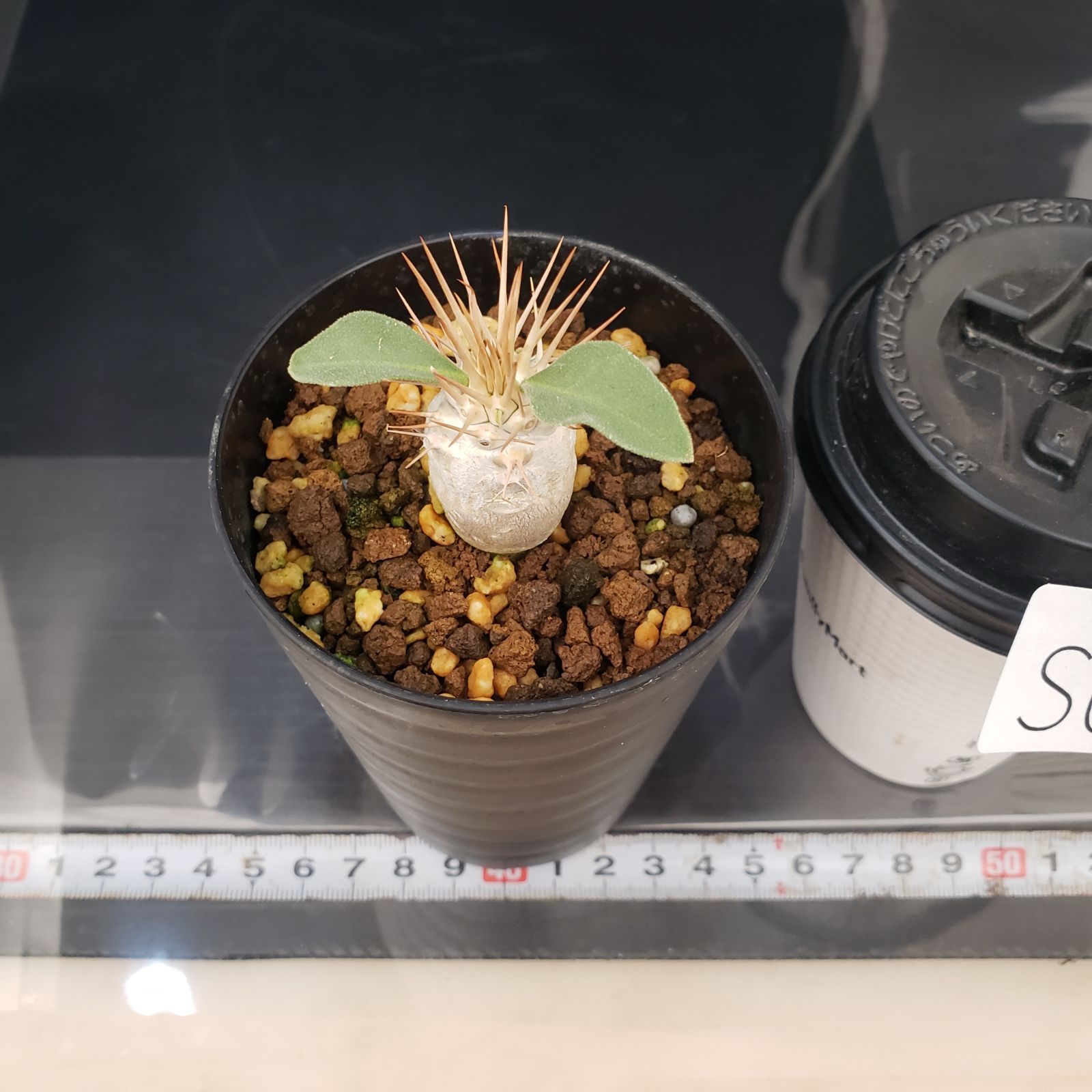 S072【自社養生株】パキポディウム ナマクアナム（実生・発根株