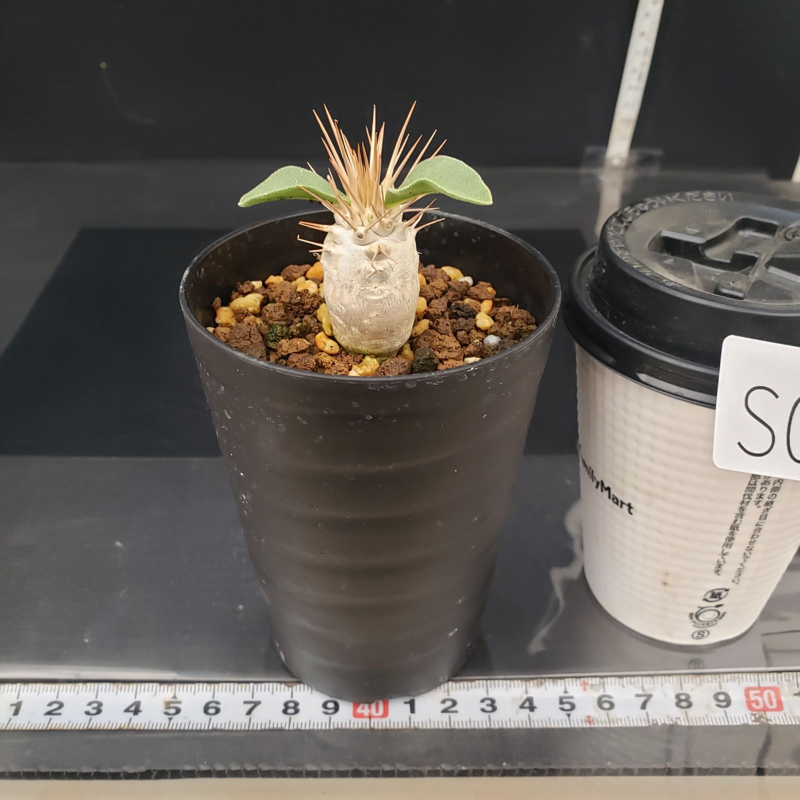 S072【自社養生株】パキポディウム ナマクアナム（実生・発根株