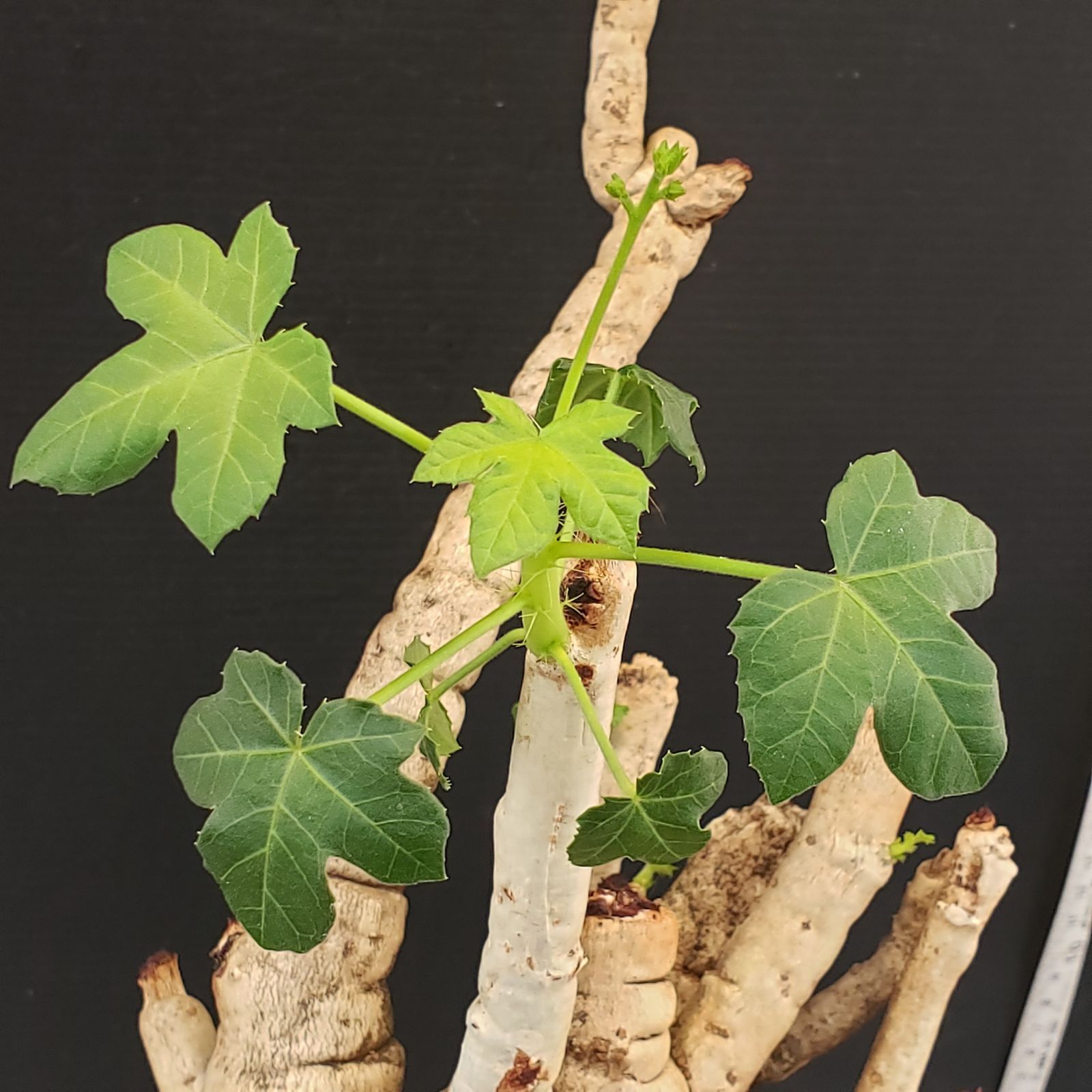 isla 6642 「塊根植物」 ヤトロファ スピカータ 植え【発根未確認 