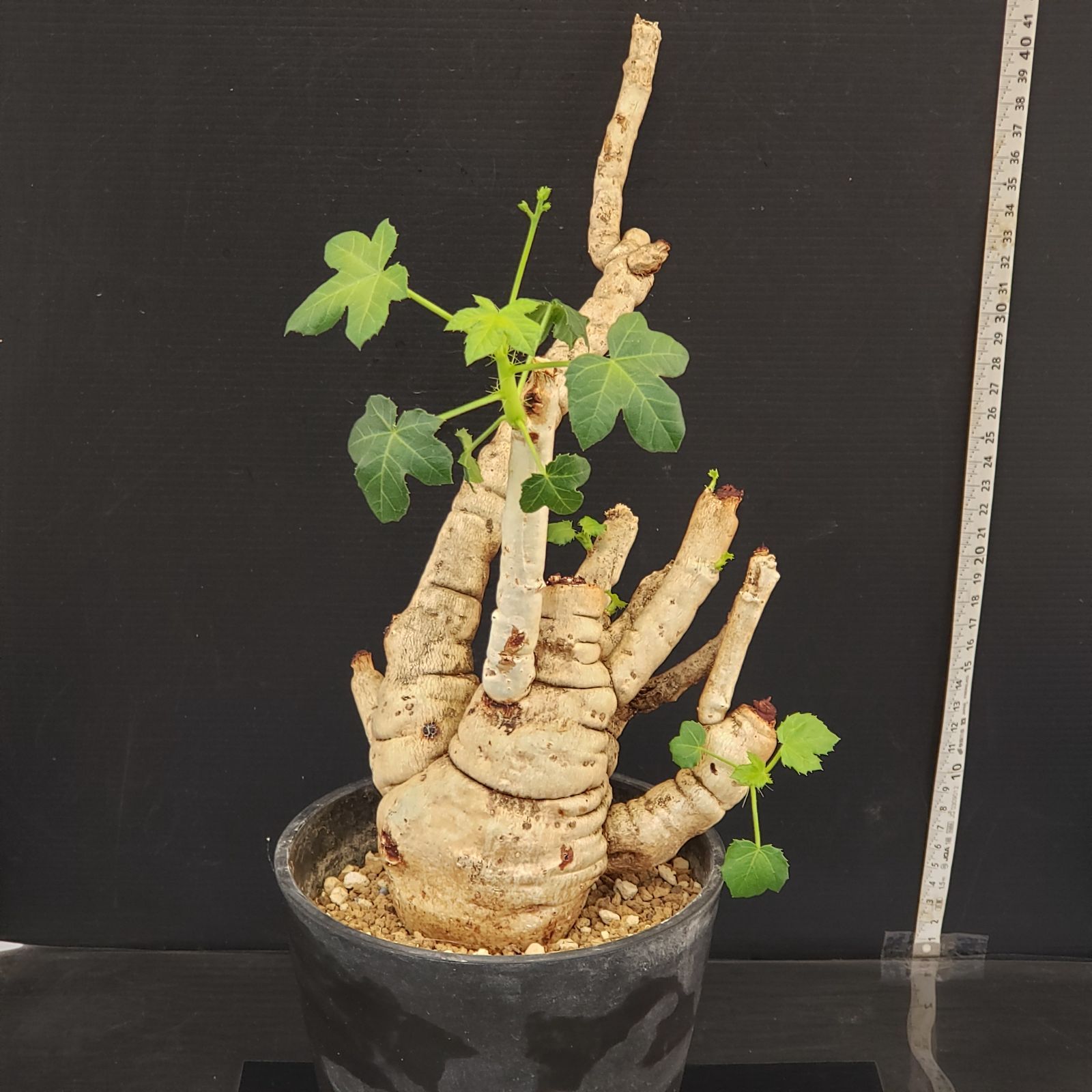 Jatropha spicata