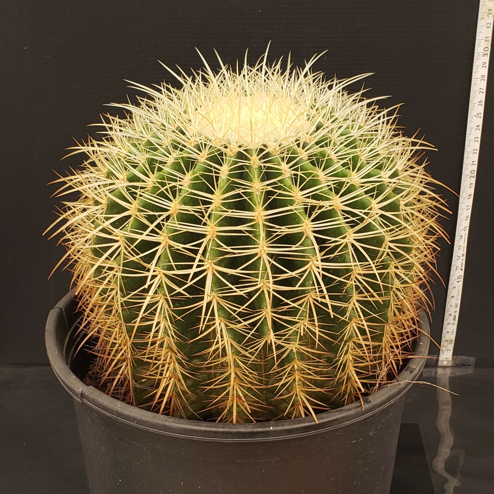 S141【シン入荷！】エキノカクタス 金鯱 9寸（鉢植え）【多肉植物P